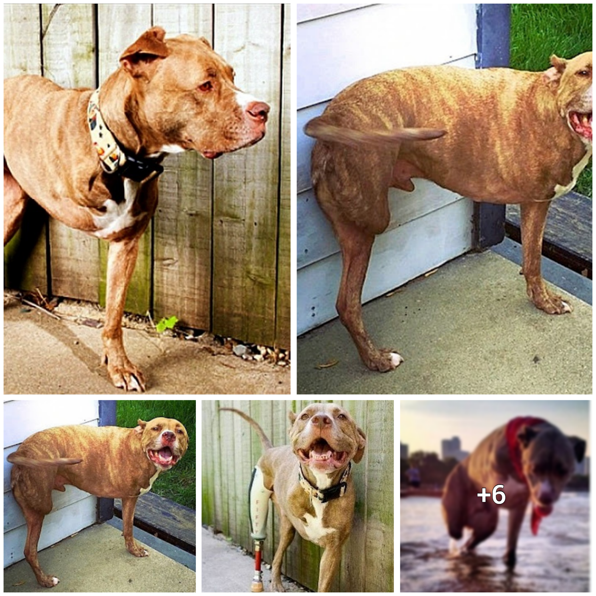 Pitbull Survives Gunshot Wound and Heroically Adapts to Life with Two Prosthetic Limbs